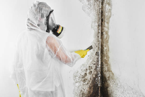 Mold Removal for HVAC Installations in Clarence Center, NY